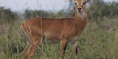 6 days breathtaking safari in murchison falls, queen elizabeth national park & kibale national park - Photo 14