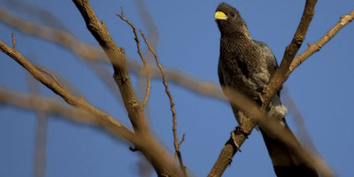 15 days birding safari - Photo 4
