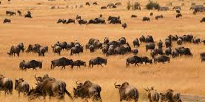 8 days africa safari vacation packages l kenya lodge safaris - Photo 6