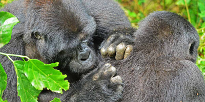 14 days gorillas, game and masai mara safari - Photo 3