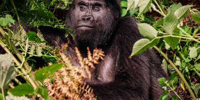 6 days uganda gorillas and wildlife safari - Photo 1