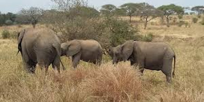 6 days great migration safari - Photo 2