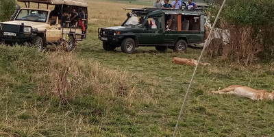 3 days budget breathtaking safari in maasai mara - Photo 4