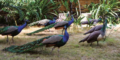 Kafolo lagoon abatta - Photo 2