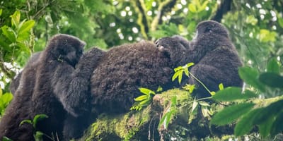 3 days gorilla trekking in rwanda - Photo 2