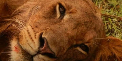 3 days tanzania safari tarangire national park, ngorongoro crater & lake manyara national park - Photo 1