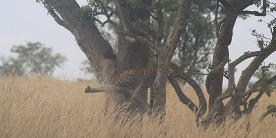 6 day murchison falls & lake mburo adventure - Photo 13