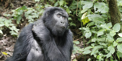 3 days gorilla tracking safari - Photo 2