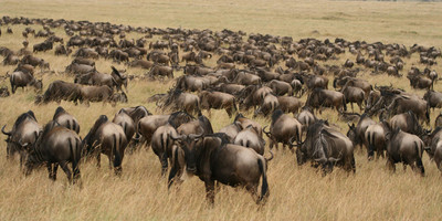 11 day serengeti wildebeest migration safari - Photo 10