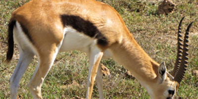 Tanzania budget mobile camping safari - Photo 3