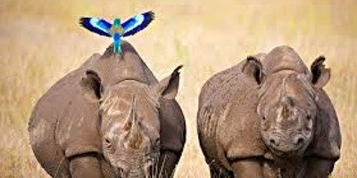 Days closer to your dreams! 4 days 3 nights samburu & olpejeta conservancy - Photo 6