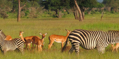 2 days mikumi national park - Photo 1