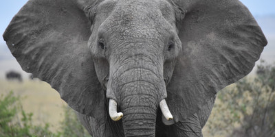 Classic uganda tour - Photo 2
