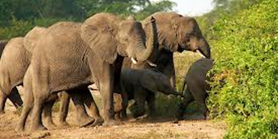 Kenya twin attractions special bush to beach safari - Photo 5