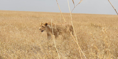  days tanzania camping (budget)safari tarangire ngorongoro - Photo 16