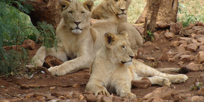 6 days naivasha, nakuru, masai mara safari - Photo 2