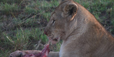 5-day lifetime thrilling maasai mara tour - Photo 1