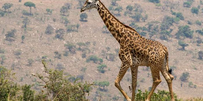 9-day rwanda gorilla, chimpanzee and wildlife safari - Photo 14