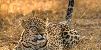 7 days tanzania safari tarangire national park, serengeti national park, ngorongoro crater, arusha national park & lake manyara national park - Photo 1
