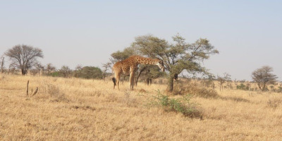  days tanzania camping (budget)safari tarangire ngorongoro - Photo 4