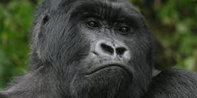 5 days uganda tour including gorilla tracking in bwindi. - Photo 2