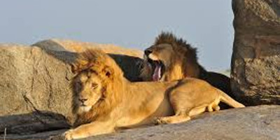 4 days join-in group safari from zanzibar - Photo 2