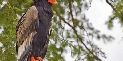A 15 days wild life and gorilla tracking safari - Photo 5
