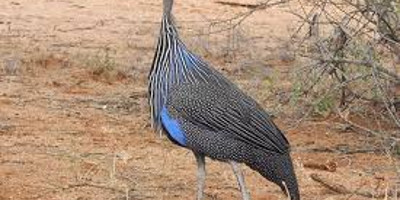 9 days bird watching safari in kenya - Photo 2
