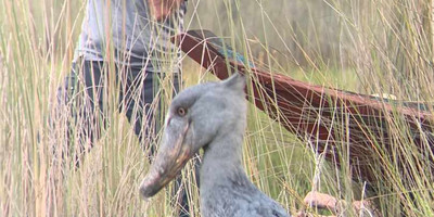 1 day shoebill mabamba tour - Photo 2