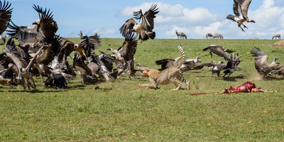 4 days masai mara budget camping safari - Photo 7