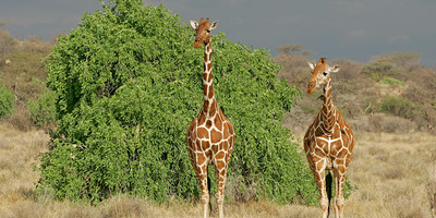 Classic safaris kenya - Photo 3