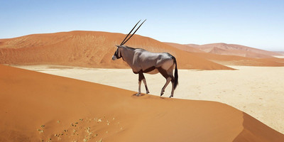 3 days sossusvlei safari (lodging) namibia - Photo 5