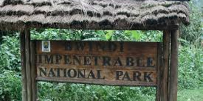 4 days gorilla tracking safari in bwindi/ uganda - Photo 4