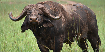 Uganda Wildlife and Primates tour - Photo 3