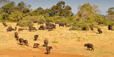 3days Selous Game Reserve - Photo 2