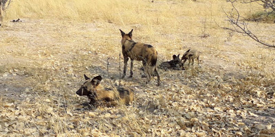 3-day full catered mobile safari moremi game reserve - Photo 1