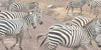  days tanzania camping (budget)safari tarangire ngorongoro - Photo 14