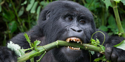 A 15 days wild life and gorilla tracking safari - Photo 15