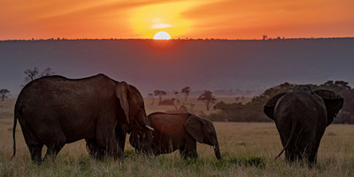 Ultimate 6-day kenya safari: masai mara, lakes nakuru & naivasha, and amboseli adventure - Photo 4