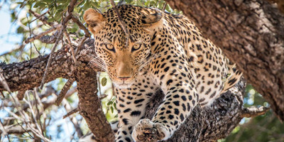 A thrilling safari experience with an eco-friendly kruger national park - Photo 1