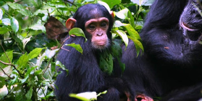 04 day primates to predators: kibale & queen elizabeth safari - Photo 4