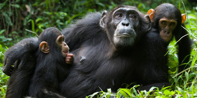 04 day primates to predators: kibale & queen elizabeth safari - Photo 6