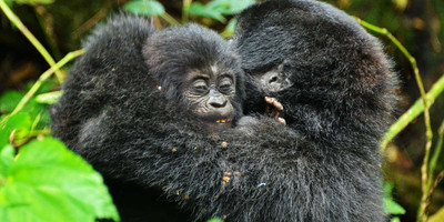 4 days gorilla tracking safari- by road - Photo 1