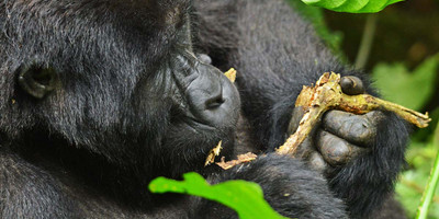 4 days gorilla tracking safari- by road - Photo 4