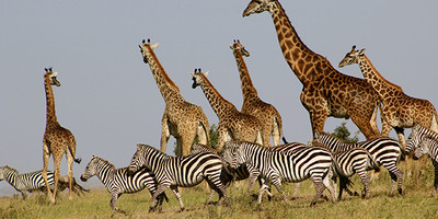 06 days best of kenya budget safari in a jeep - Photo 10