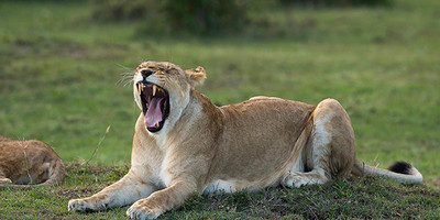 06 days best of kenya budget safari in a jeep - Photo 7