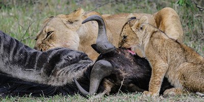 06 days best of kenya budget safari in a jeep - Photo 6