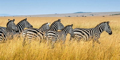 06 days best of kenya budget safari in a jeep - Photo 4
