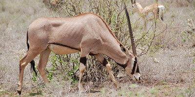 06 days best of kenya budget safari in a jeep - Photo 3