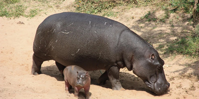 1-day flying from zanzibar to mikumi np impressive safari tour - Photo 4